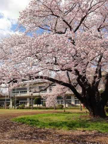 徒桜の待ち合わせ。