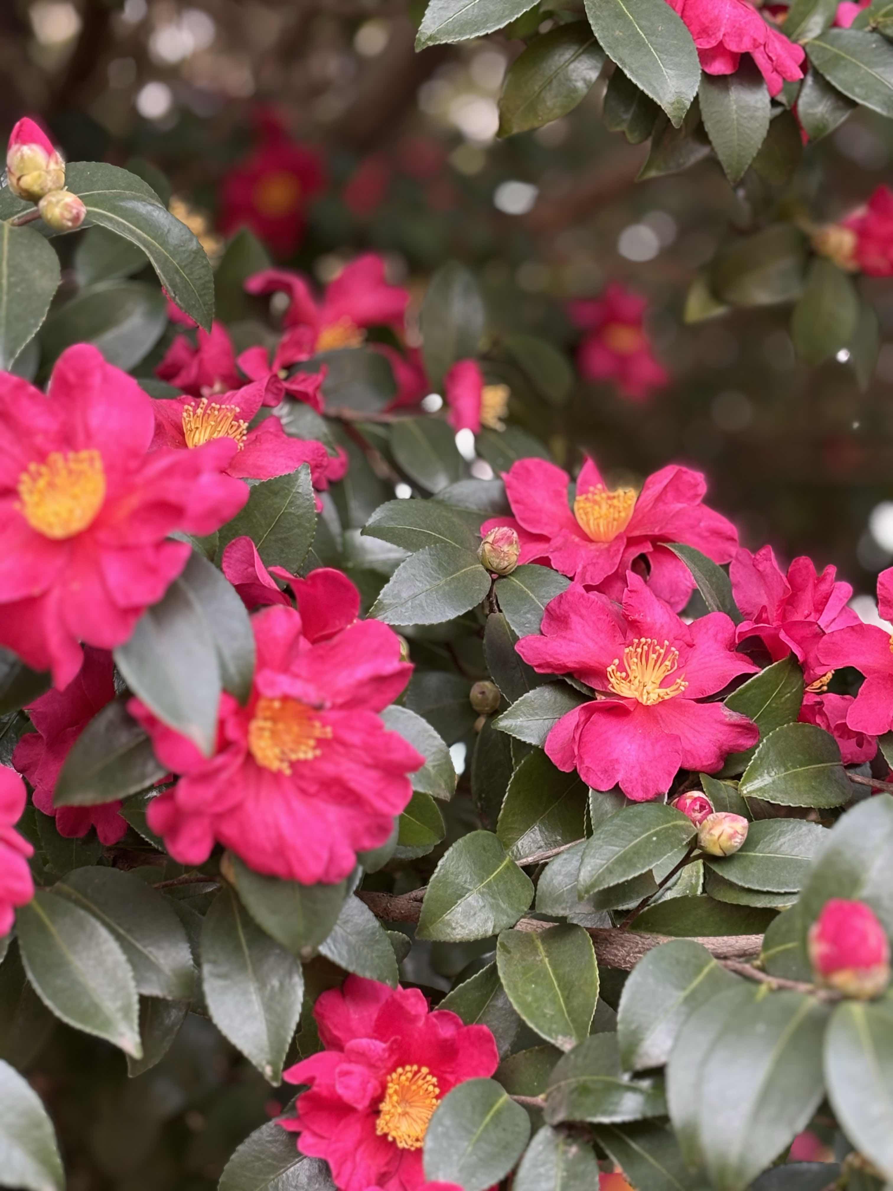 どうか、いつかの未来で。