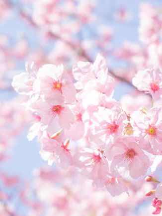 第三話　入学式