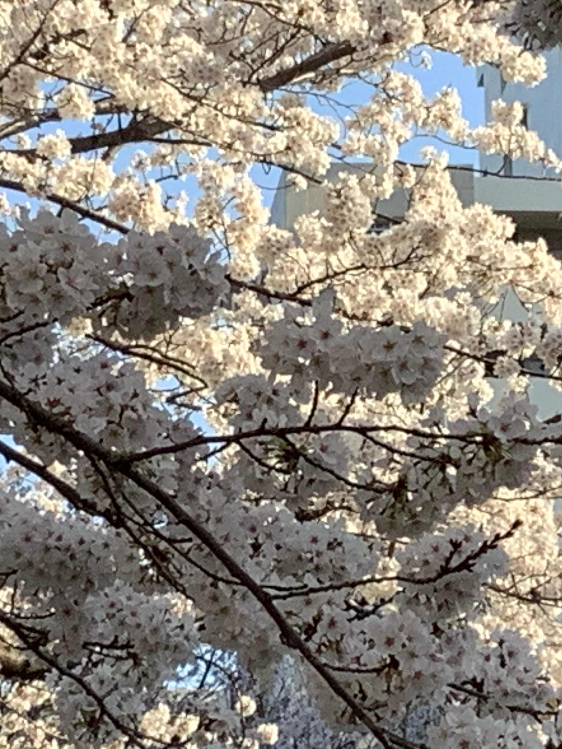 地球の平和願い幸せ繋がる家族いつか未来へ