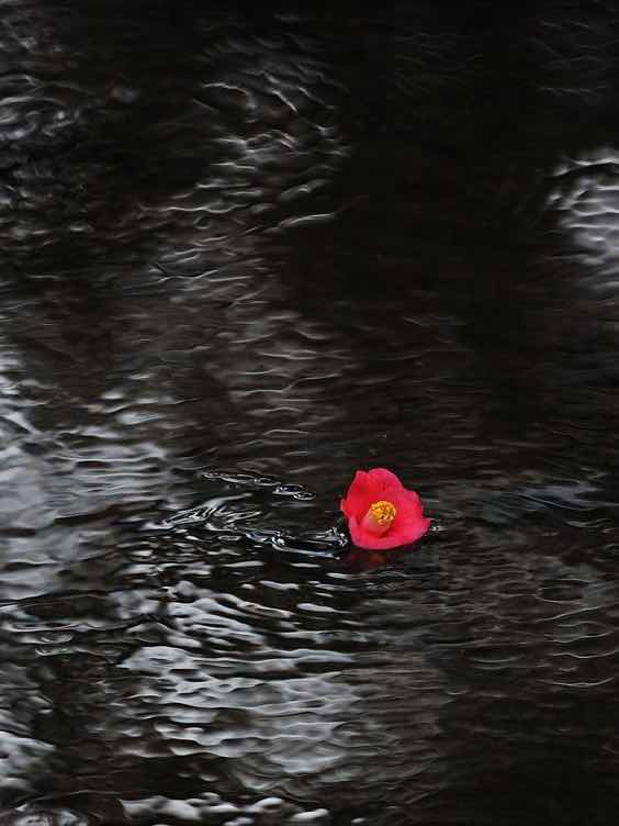 第9回N1     椿は散らず