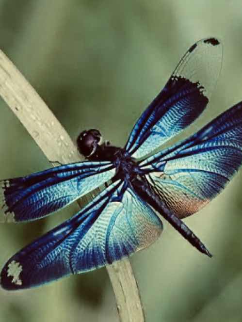 落ちてゆく蜻蛉