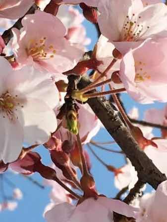 第二話　アメリカからの帰国子女