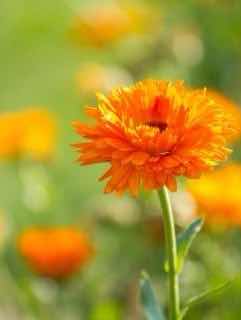 さよなら私の春時雨