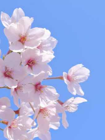 あの日交わした約束はいつまでも。