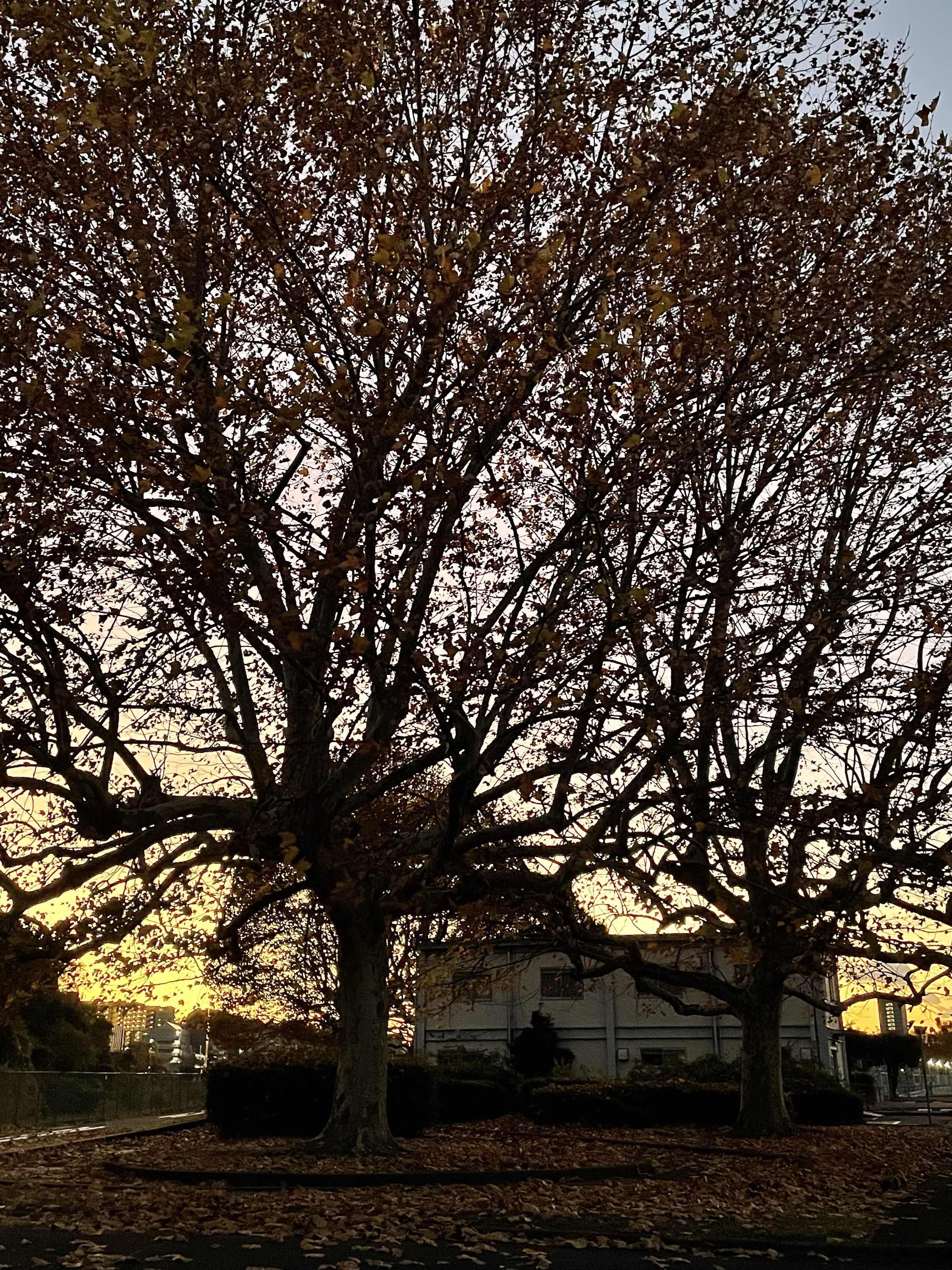 花束みたいよりも早い方。