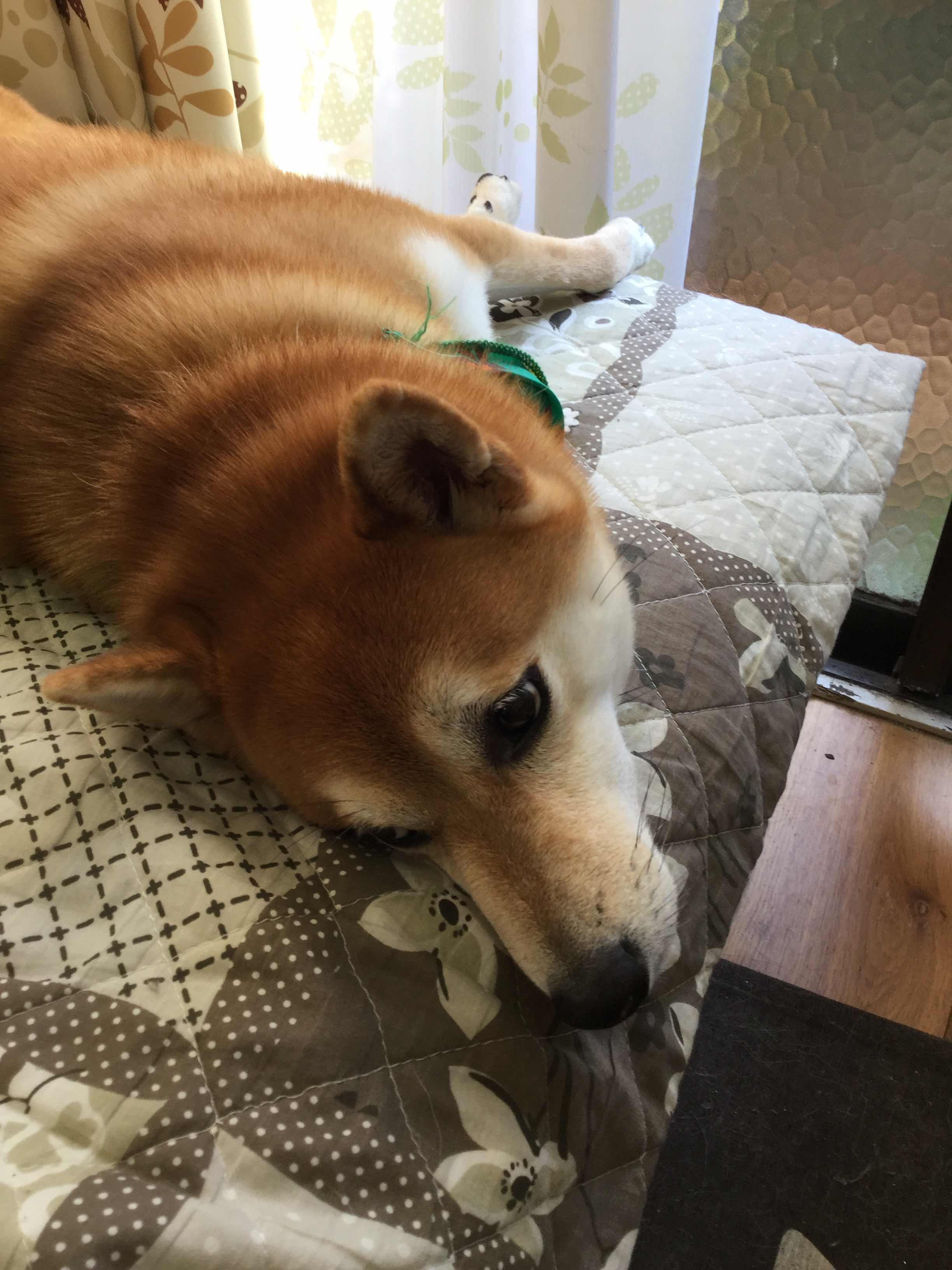 うちの柴犬からは癒やし分泌中→