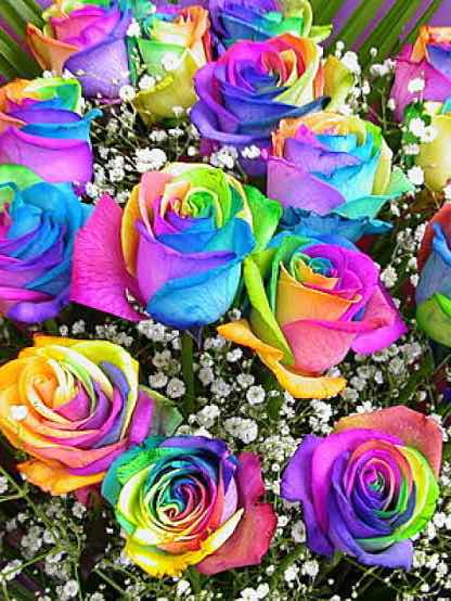 にじいろのゆめ