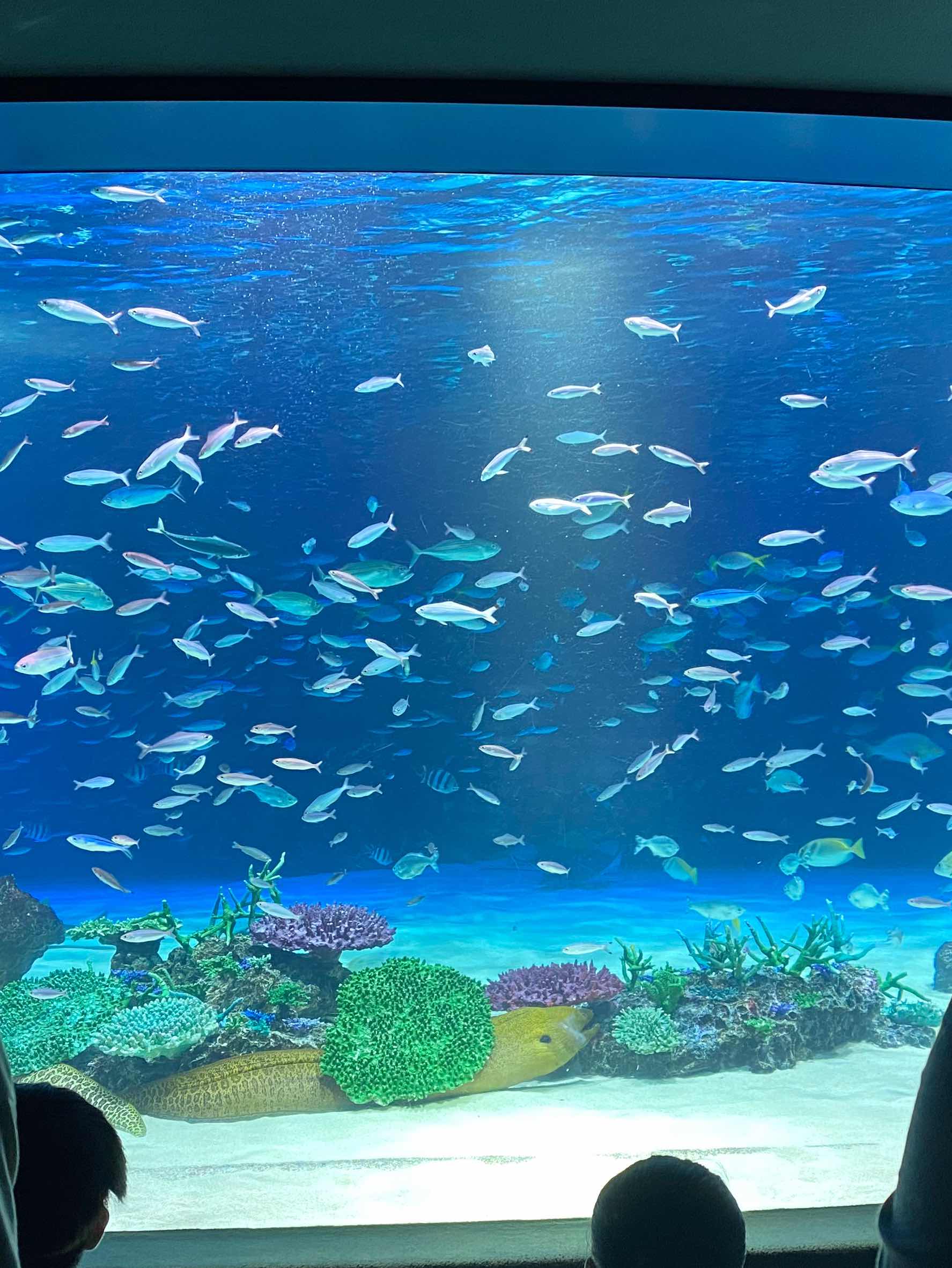 コンプレックス