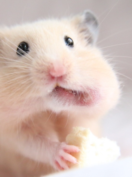 はむすたの、書けること書けないこと。