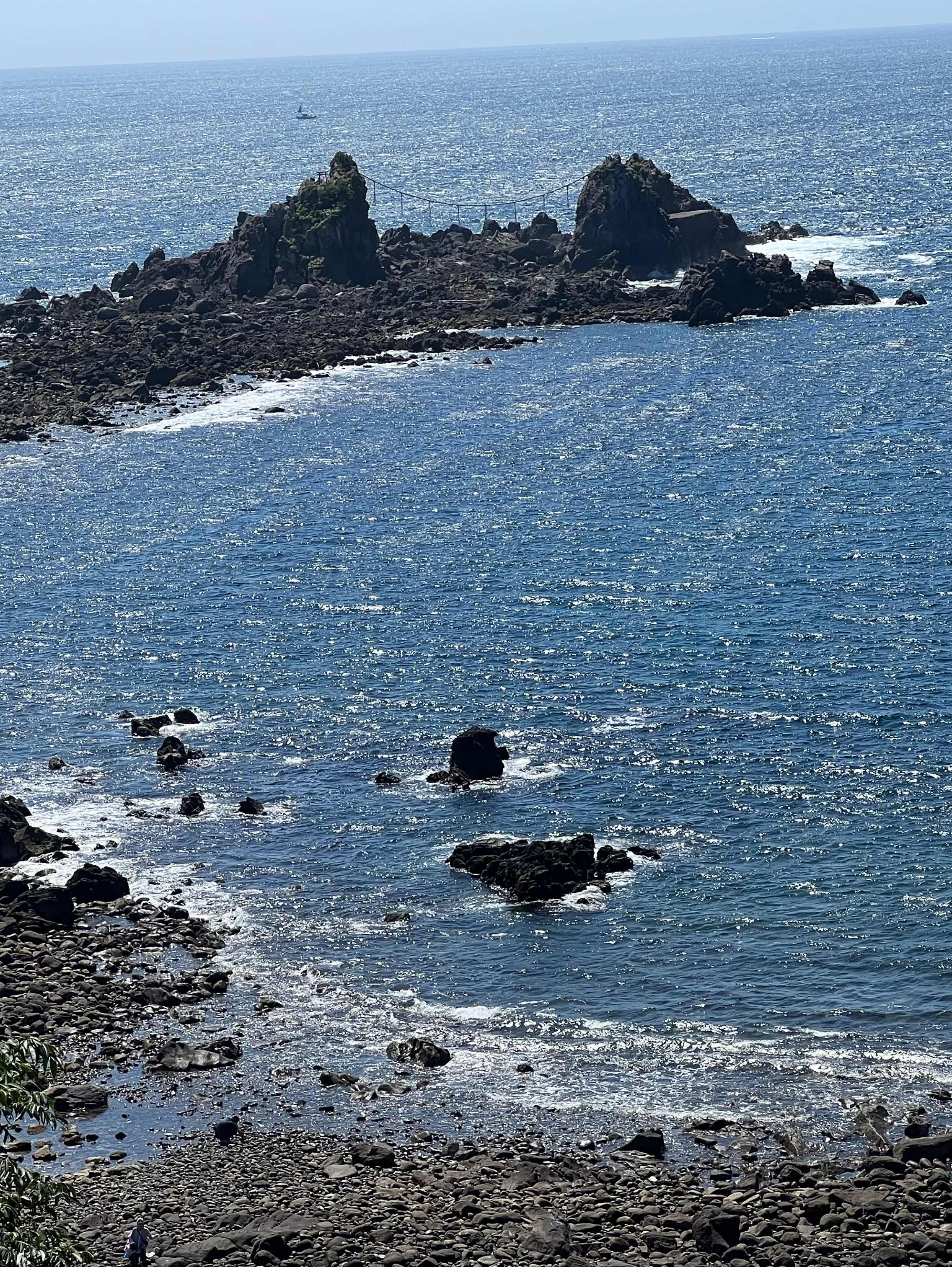 飼い猫プーたんの旅