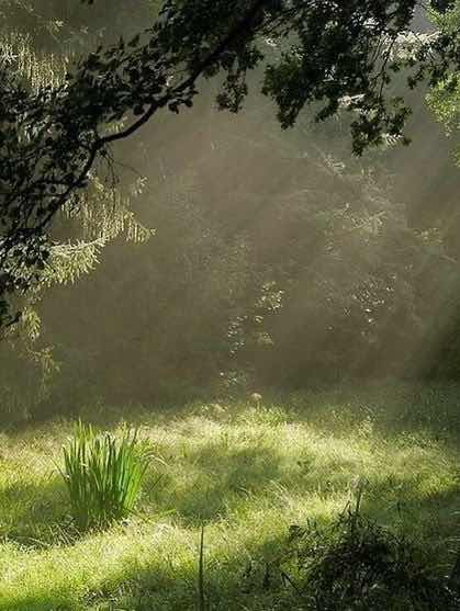 蟻とマスカット