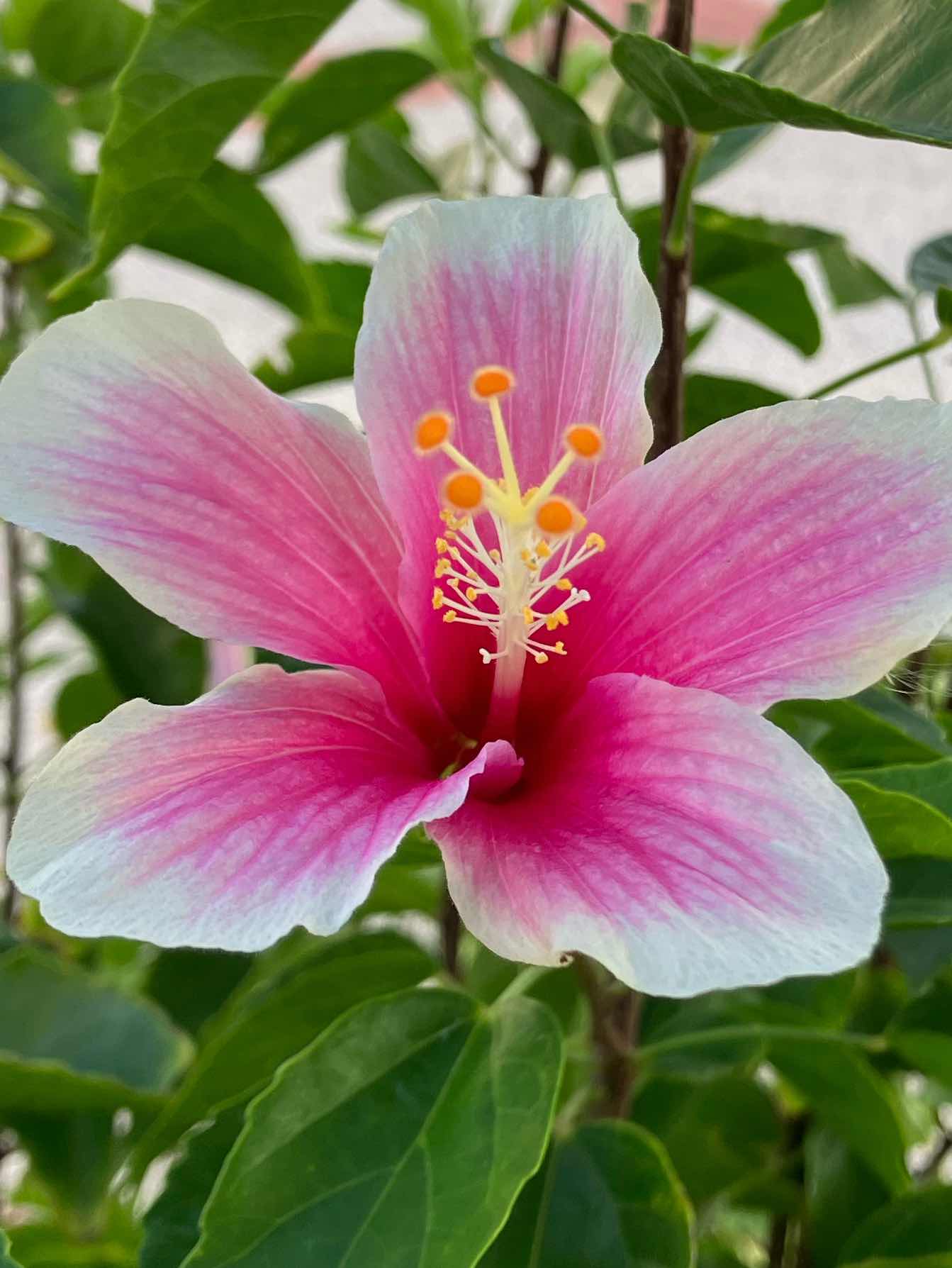 おかしなコトバ