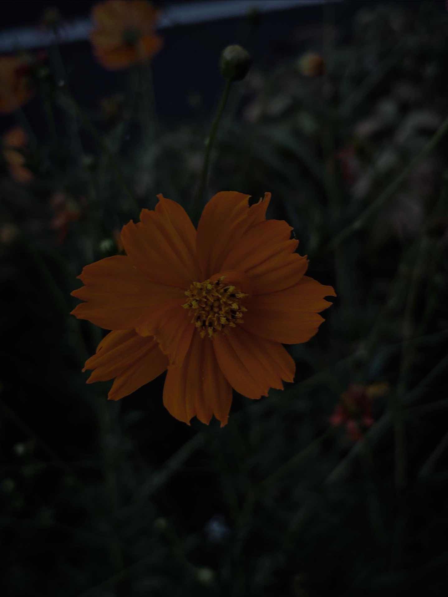 冷めちゃったよ