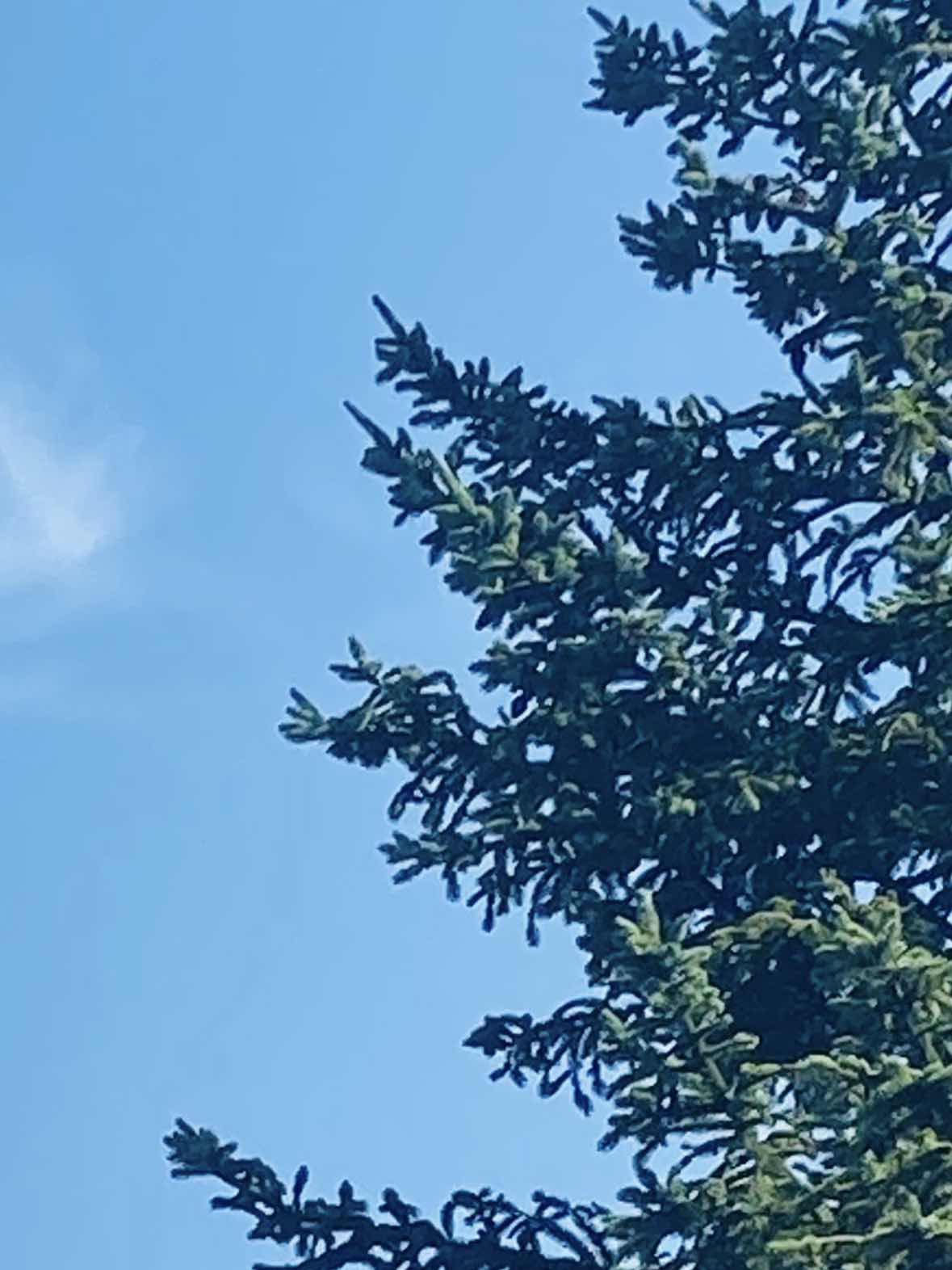 メモリア エト モルス　memoria et mors