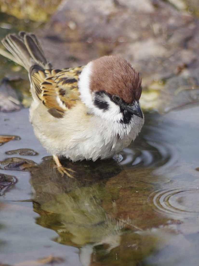 ひとり、ごと闘病日記