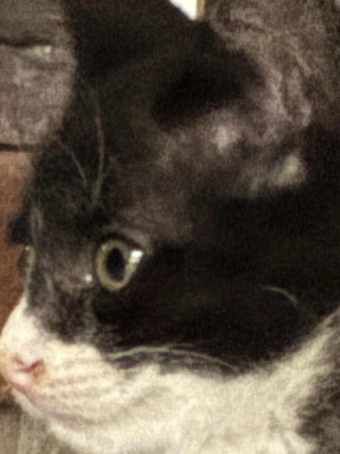 欲