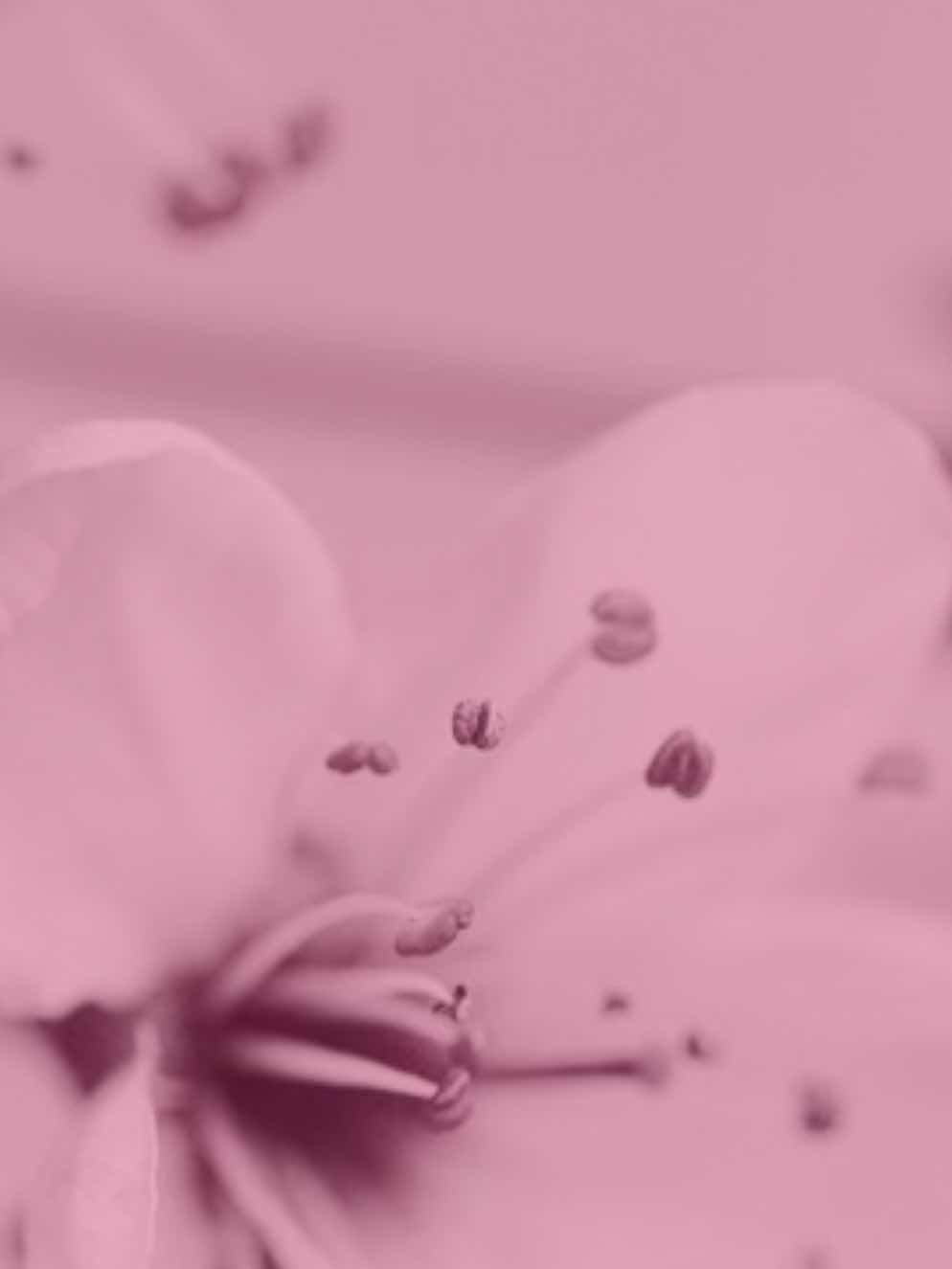 別れの春、捨てた希望へ