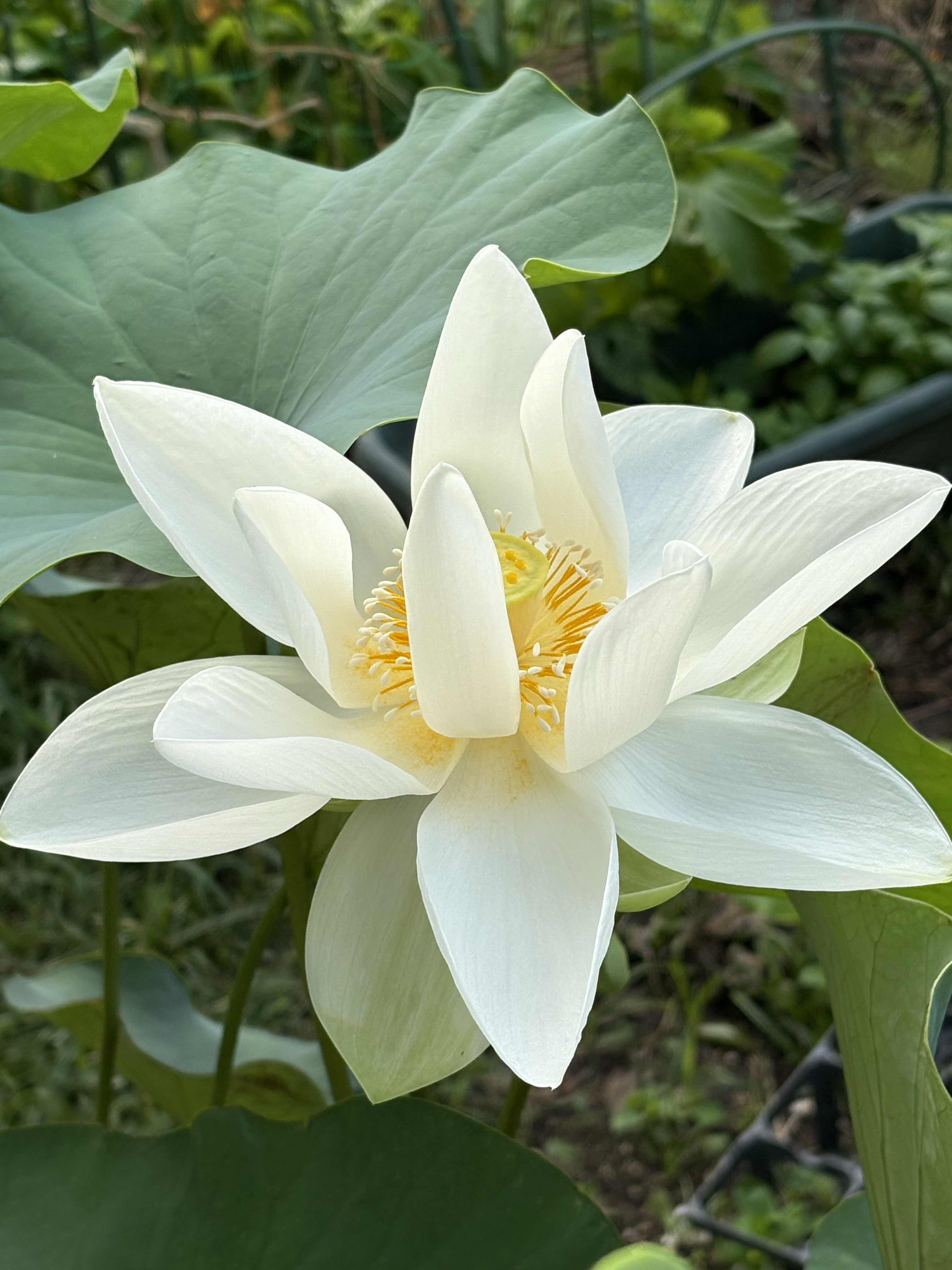 獄蓮のスプリンター紅の体