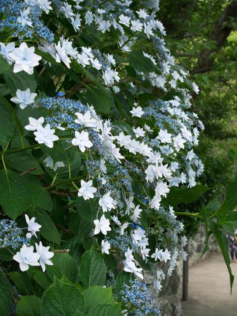 官能小説はお好きですか？