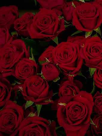 妖花の誘い。（いざない）