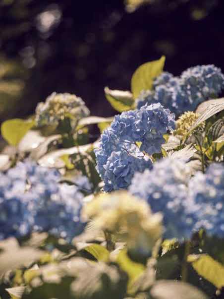 梅雨と、紫陽花と