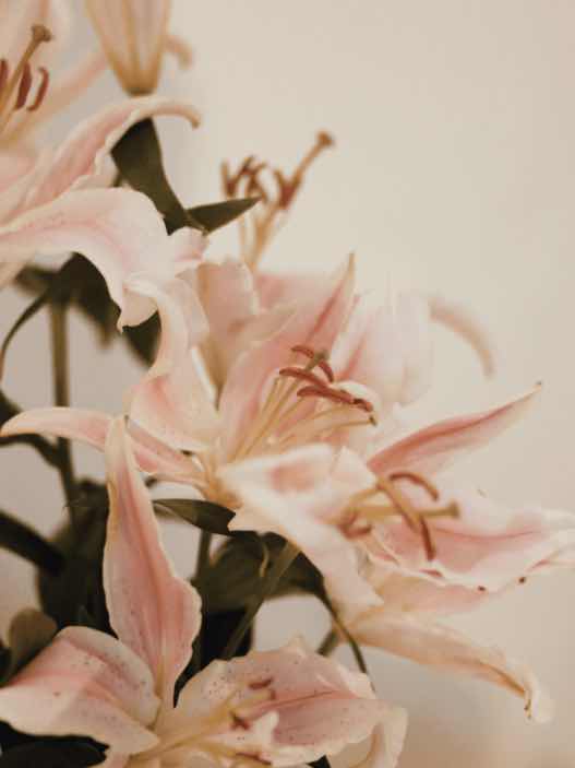 少女漫画脳な俺