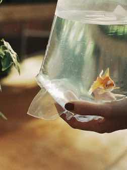 金魚みたいなきみ