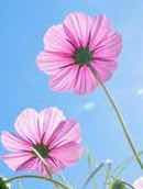 綺麗だと言った時