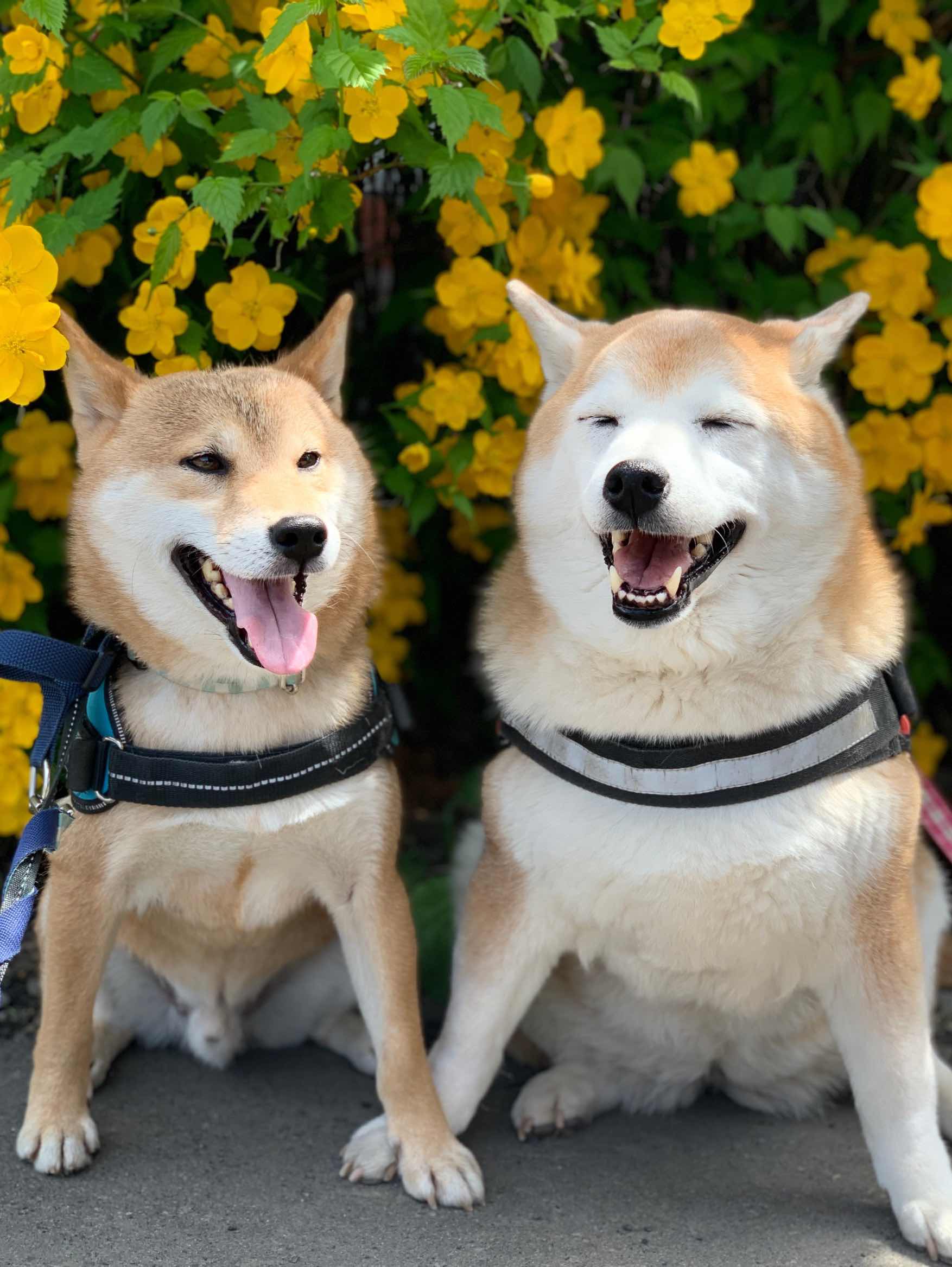 犬を迎える時は保護犬という選択肢を