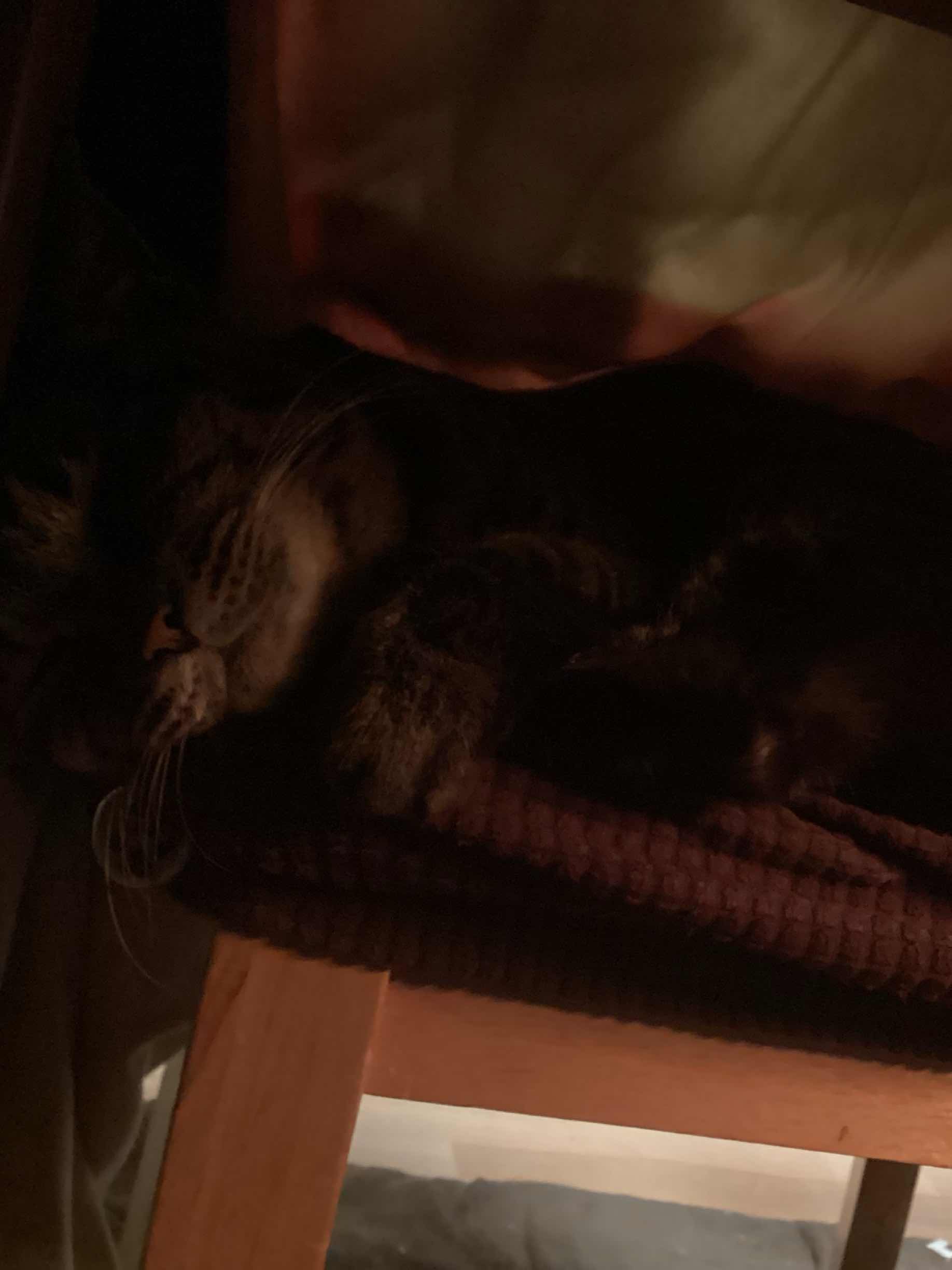 白フクロウのホワイトムーン　第二羽