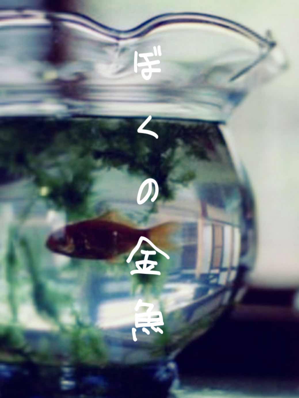 ぼくの金魚