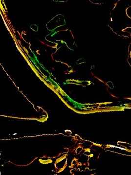 【第3回NSS決勝】雪道に残る足跡