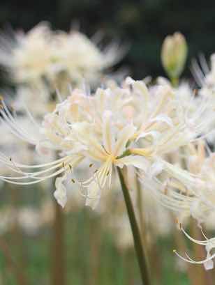 彼岸花が似合う君へ