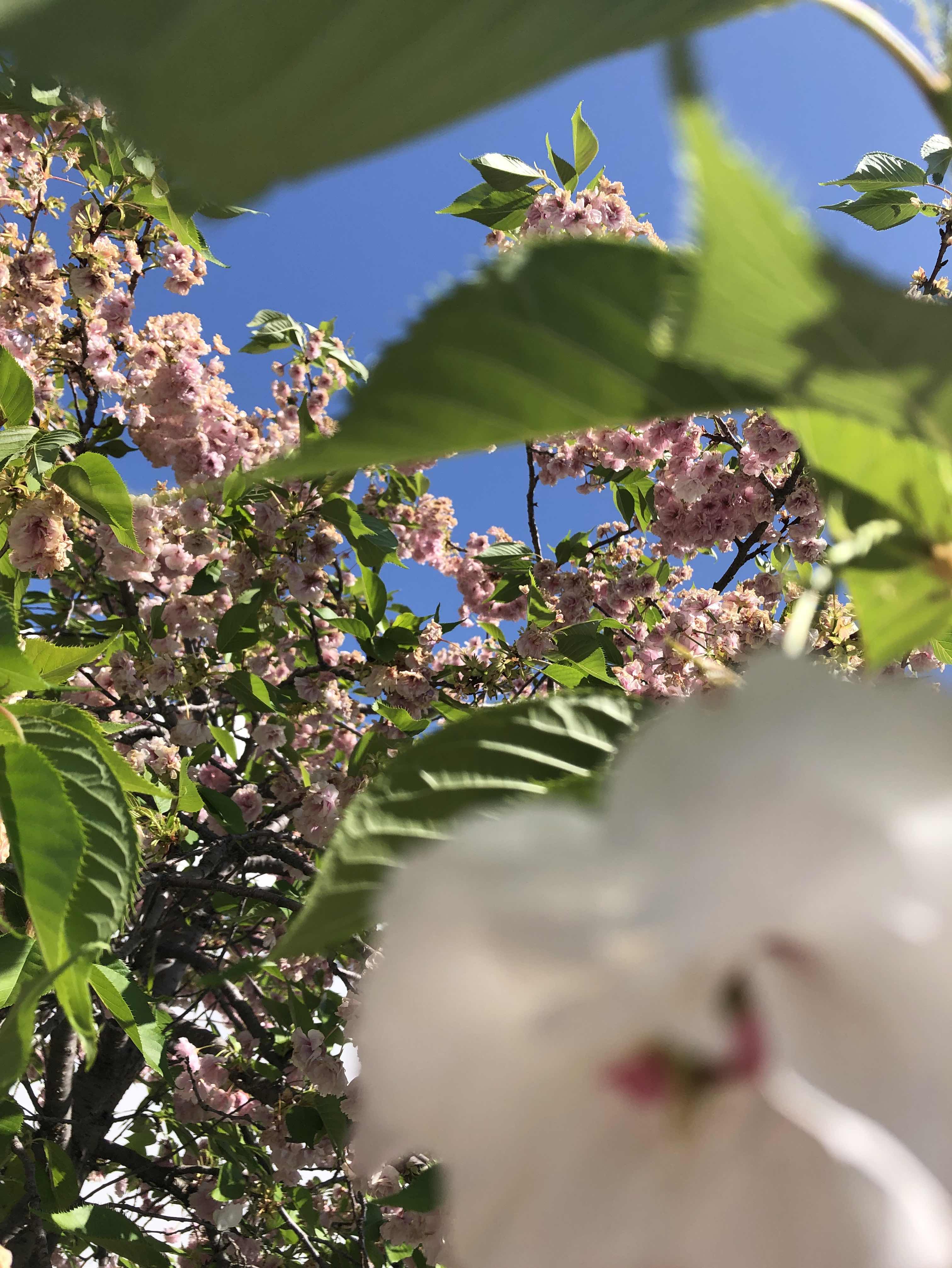 勉強をしない者の成長記