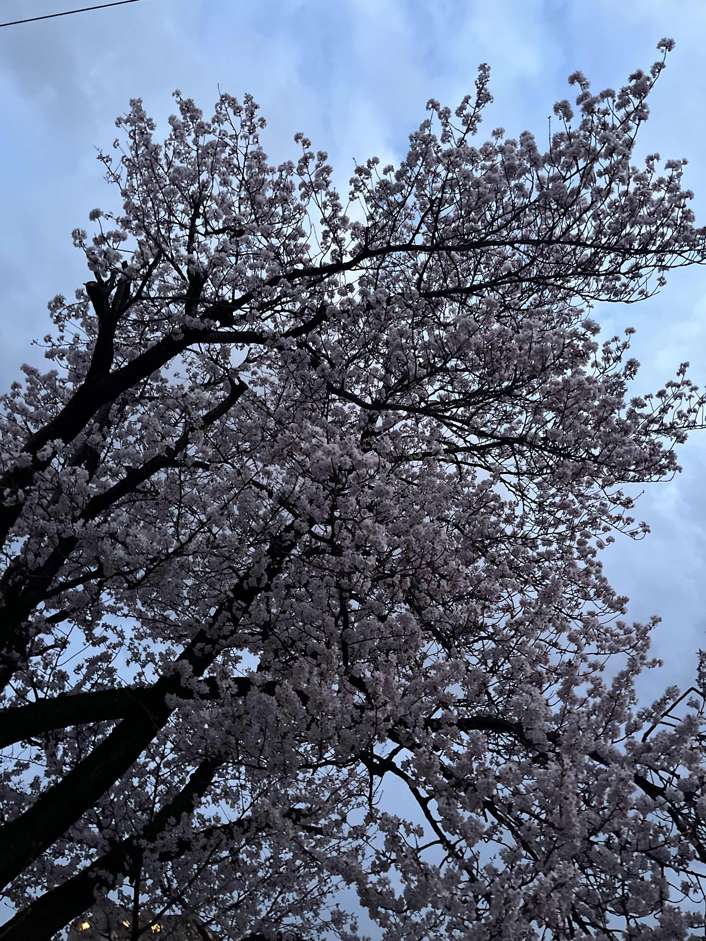 となりで恋していいですか？