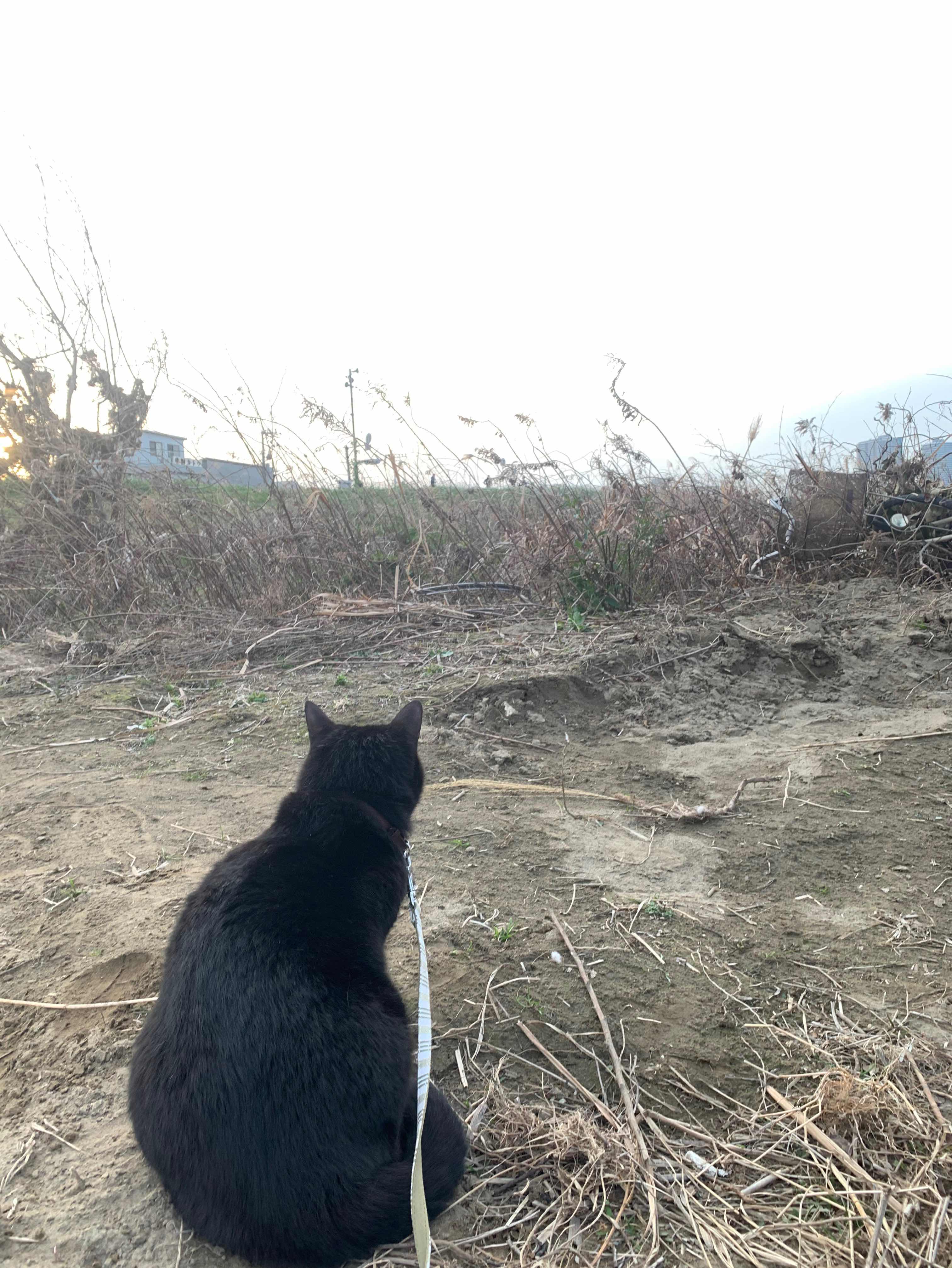 猫に食べられた男のはなし