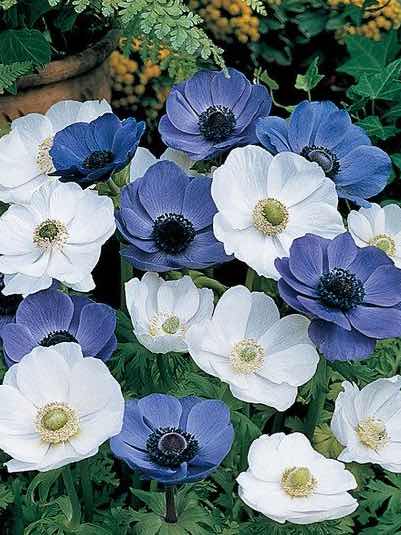 アネモネ 第3話