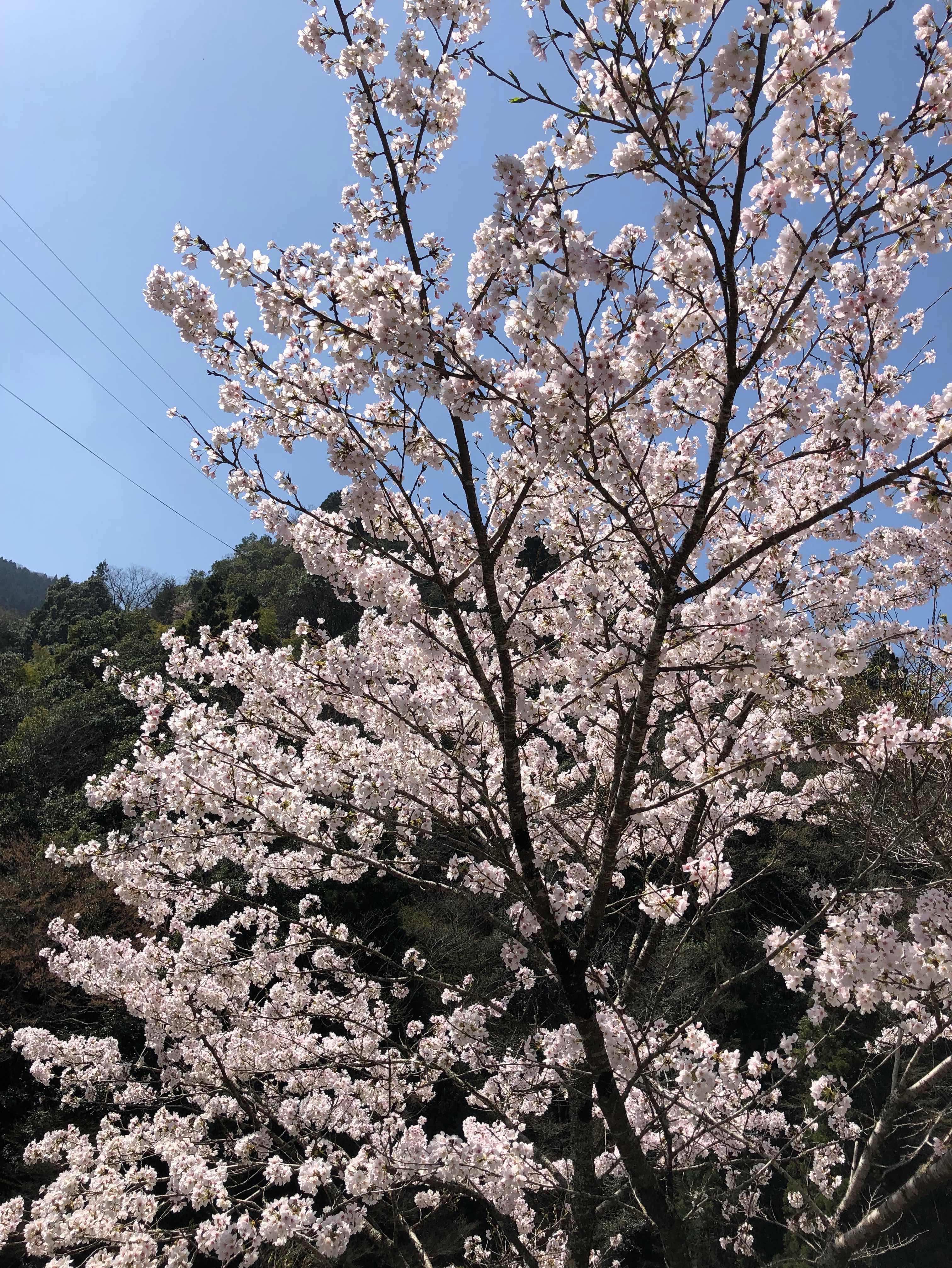 桜🌸