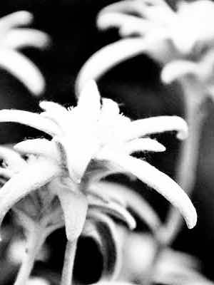 エーデルワイス