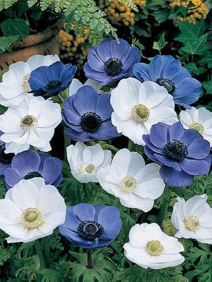 アネモネ  第2話