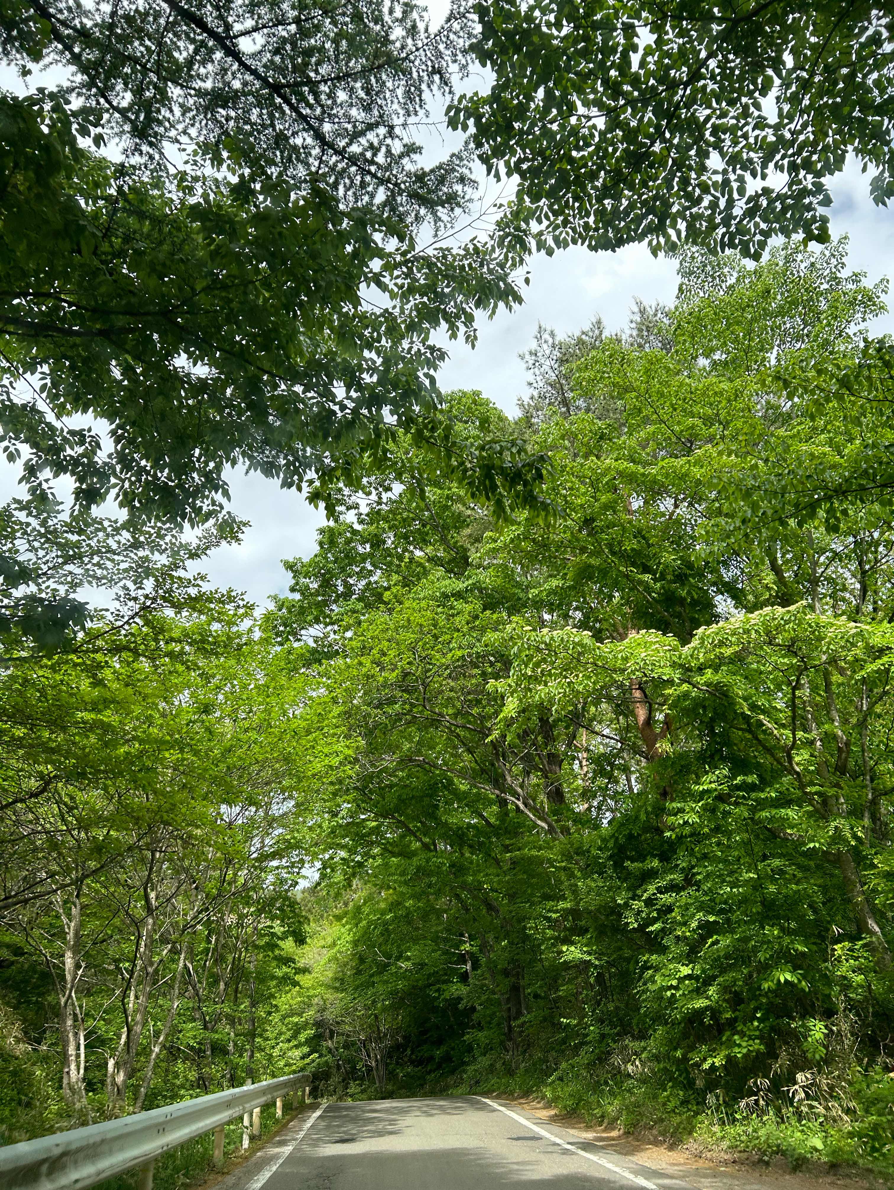 桜と「さくら｣