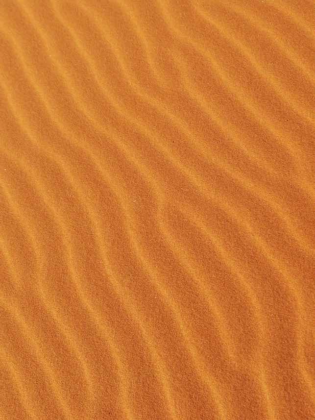 命と夢〜ヤモリ〜