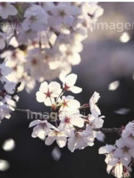 散りゆく桜と君