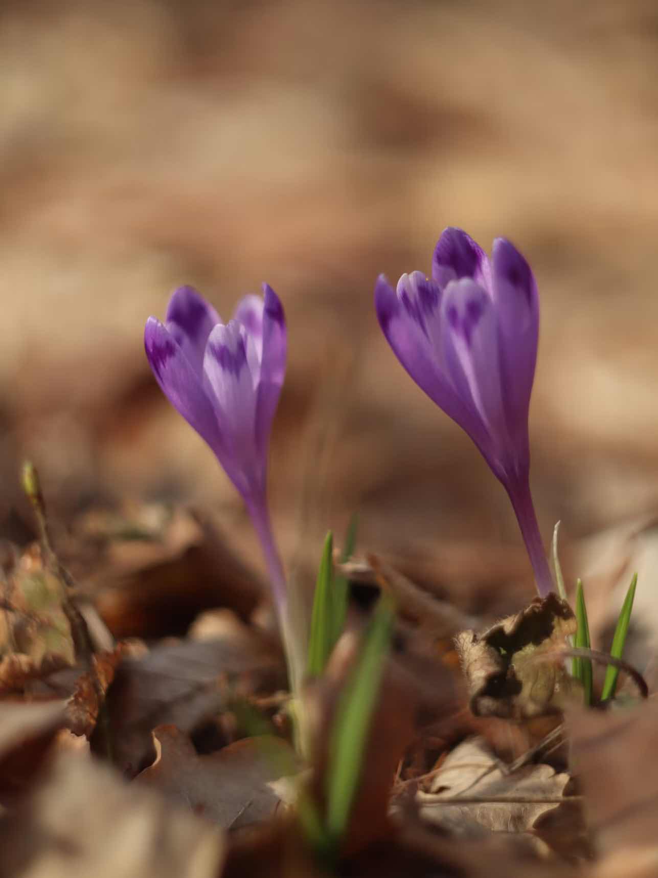生まれる命  消える命