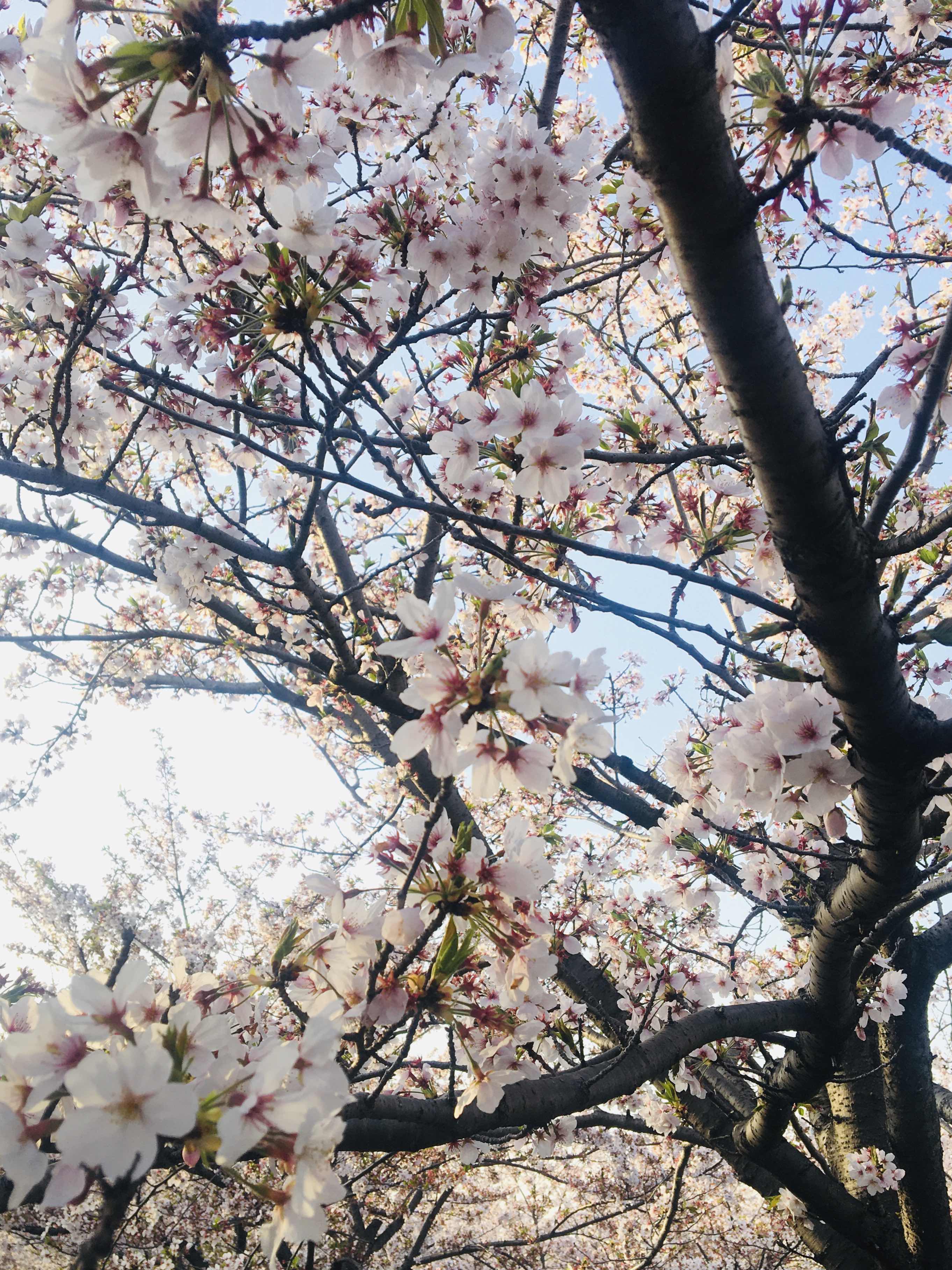 今年の『夢見草』