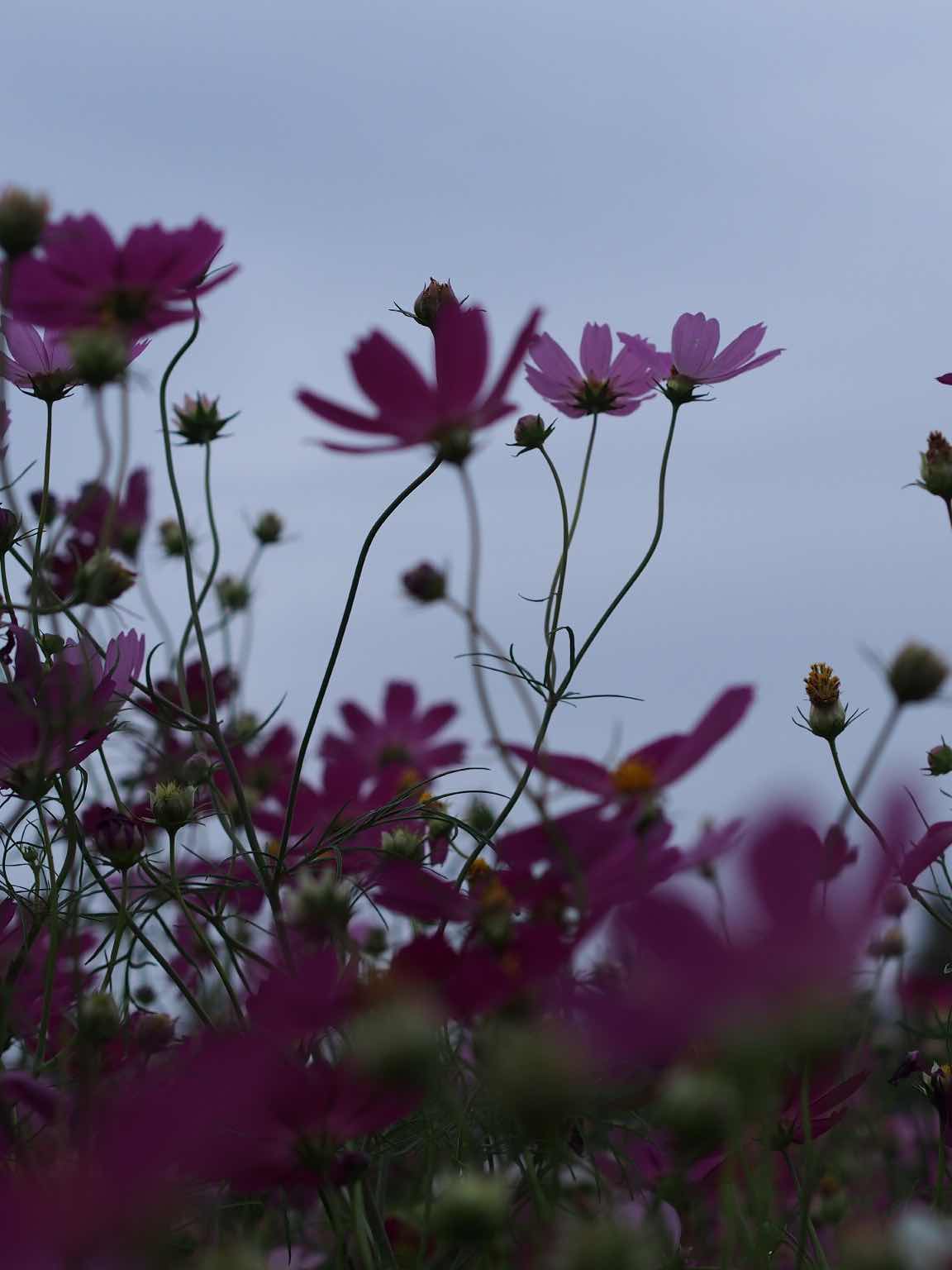 あなたならどう思いますか？