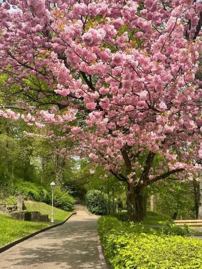 春と、恋と君の話