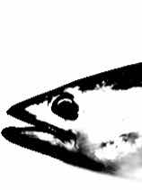 キリンの尻尾は掃除道具として使えそう