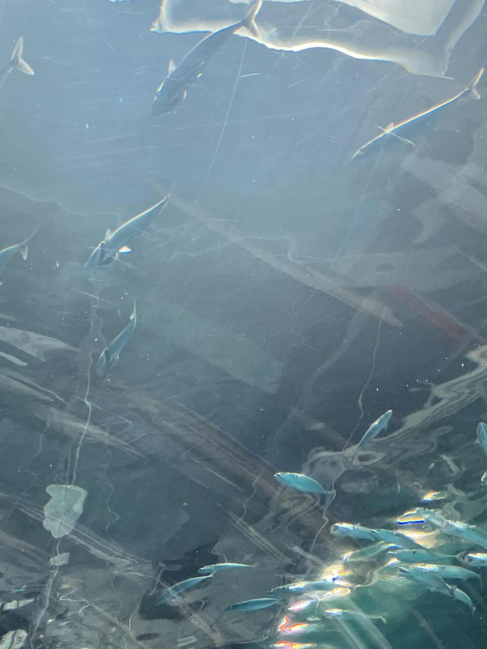 死んでもいいわ